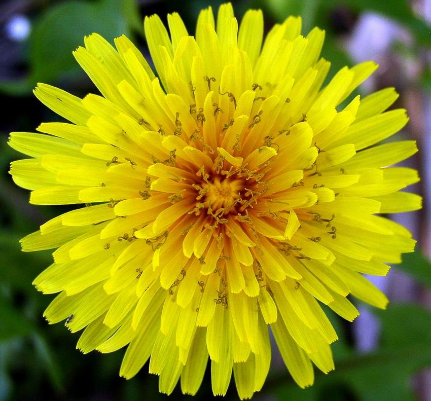 Taraxacum  sp.